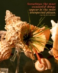 Sea Shell and Air Plant with Quote
