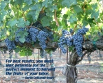 Red Grape Vines with Quote