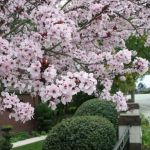 Pink Fruit Tree Flowers