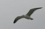 Sea Gull in flight