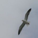 Sea Gull in flight