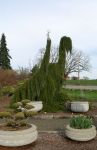 Weeping Redwood Trees