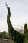 Weeping Redwood Tree
