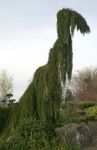 Weeping Redwood Tree