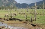 Siletz Bay Meadow with Many Dead Trees