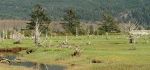 Siletz Bay Meadow with Many Dead Trees