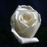 White Rose