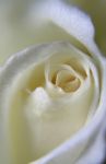 White Rose Closeup