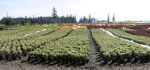 Big Oregon Nursery