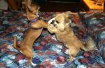 Chihuahuas Playing on Bed