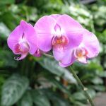 Pink Orchids