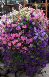 Pink Flowers and Purple Petunias in Hanging Basket