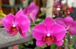 Pink Orchids