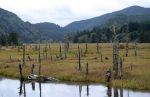 Siletz Bay Meadow with Many Dead Trees