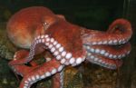 Other Animals