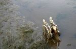 Wheel Chair Stuck in River Mud