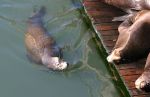 Sea Lion Waiting to Join Others on Dock