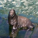 Sea Lions