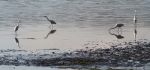 White Herons along Edge of Water