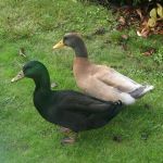 Ducks