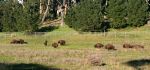 Buffalo in Golden Gate Park