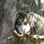 Squirrels