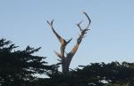 Dead Cypress Tree near Monterey, CA