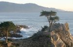 The Lone Cypress