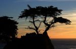Cypress Tree near Monterey, CA