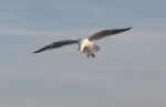 Sea Gull in flight