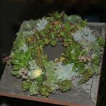 Other Plant Arrangement