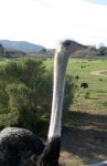 Ostrich Closeup