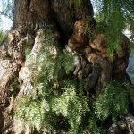 California Pepper Tree Burls in San Juan Bautista, CA