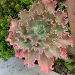 Other Plants