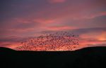 Flock of Birds at Sunset