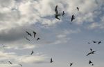 Sea Gulls Circling