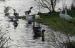 Assorted Geese in Pond
