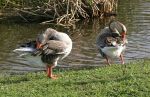 Greylag Goose Preening