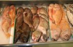 Fish Market