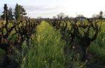 Mustard in Old Vineyard