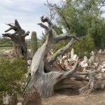 Wood