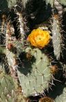 Prickly Pear Cactus Flower