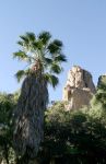 Palm Tree