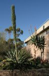 Century Plant in Bloom