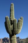 Seguaro Cactus