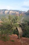 Weathered Old Juniper Pine at Airport Vortex, Sedona, AZ