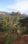 Weathered Old Juniper Pine at Airport Vortex, Sedona, AZ