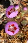 Wildflowers at Death Valley, CA  - Desert Five Spot