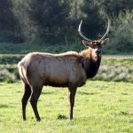Elk