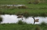 Canadian Geese